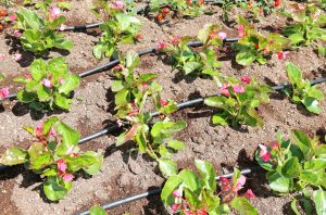 Kapljično namakanje kot namakalni sistem