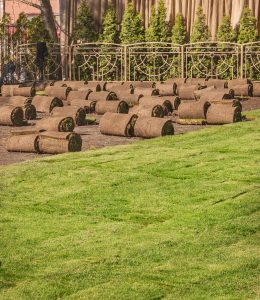 Polaganje travnega tepiha