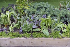 Bujno rastje po permakulturnih postopkih