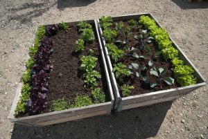 Primerna zasaditev v visoki gredi v praksi