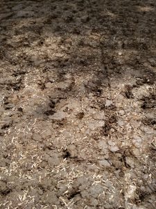 travno seme pripravljeno za klitje