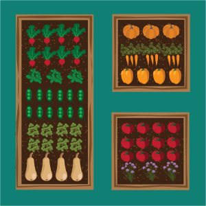 primerna zasaditev na visoki gredi gredi